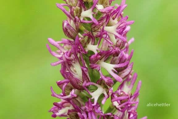 Hybride Affen-Knabenkraut (Orchis simia) x Puppenorchis (Orchis anthropophorum)